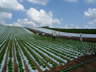 写真：マルチ栽培によるレタス畑
